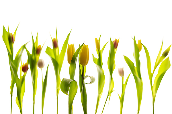 포토 JPG 해외이미지 줄기 잎 사람없음 튤립 해외포토 식물 꽃 파일형식