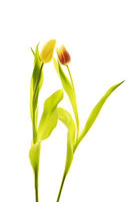 포토 JPG 해외이미지 줄기 잎 사람없음 튤립 해외포토 식물 꽃 파일형식