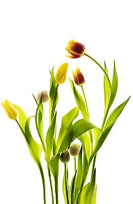 포토 JPG 해외이미지 줄기 백그라운드 잎 사람없음 튤립 해외포토 식물 꽃 파일형식