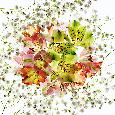 포토 JPG 해외이미지 꽃 사람없음 다발 안개꽃 알스트로에메리아 해외포토 식물 한해살이풀 파일형식