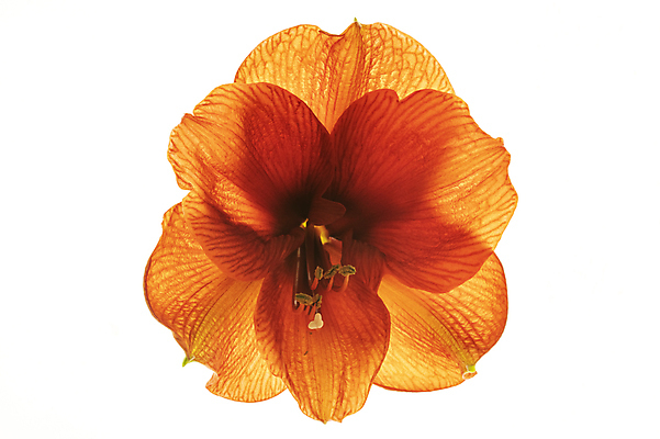 포토 JPG 해외이미지 근접촬영 사람없음 수선화 해외포토 꽃 뷰포인트 파일형식