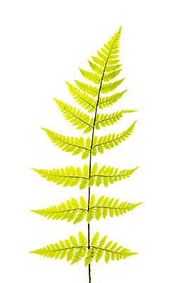 포토 JPG 해외이미지 잎 사람없음 흰배경 해외포토 식물 백그라운드 흰색 파일형식