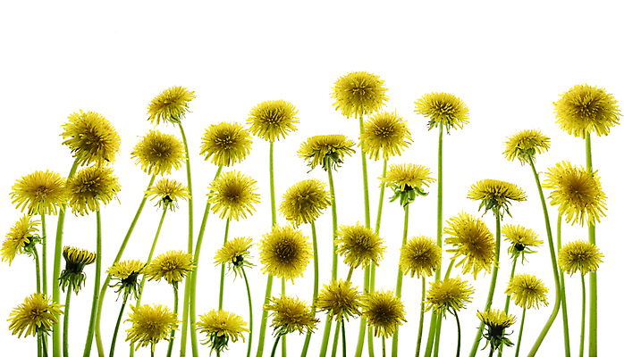 포토 JPG 해외이미지 사람없음 민들레 흰배경 해외포토 꽃 백그라운드 흰색 파일형식