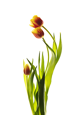 포토 JPG 해외이미지 줄기 잎 사람없음 튤립 해외포토 식물 꽃 파일형식