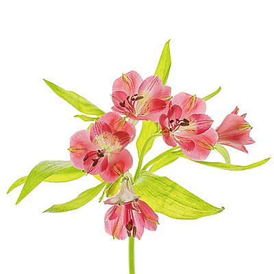 포토 JPG 해외이미지 꽃 잎 사람없음 알스트로에메리아 해외포토 식물 파일형식