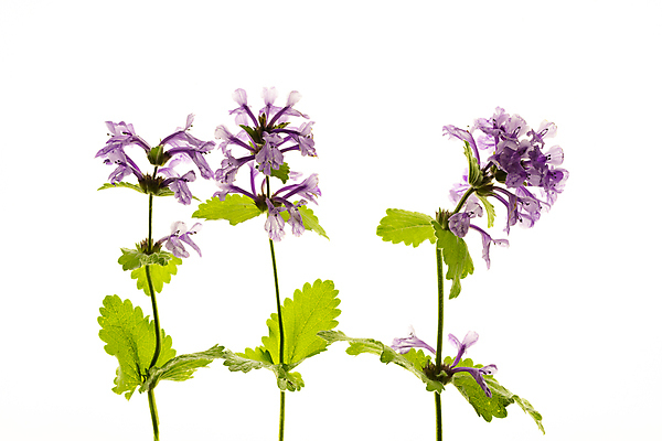 포토 JPG 해외이미지 꽃 잎 사람없음 흰배경 해외포토 식물 백그라운드 흰색 파일형식