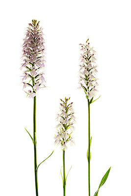 포토 JPG 해외이미지 줄기 사람없음 흰배경 난초꽃 해외포토 식물 꽃 백그라운드 흰색 난초 파일형식