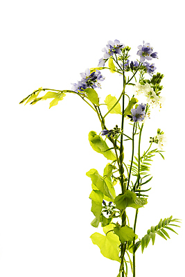 포토 JPG 해외이미지 꽃 줄기 잎 사람없음 해외포토 식물 파일형식