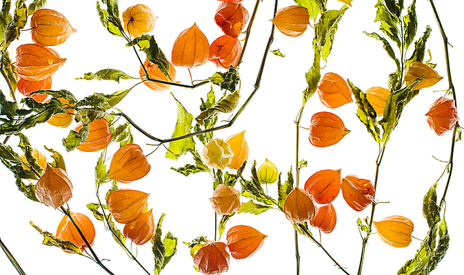 포토 JPG 해외이미지 식물 꽃 사람없음 꽈리 해외포토 파일형식