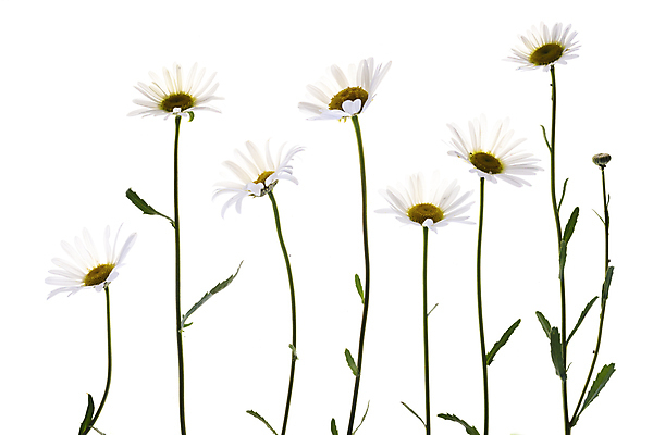 포토 JPG 해외이미지 줄기 사람없음 데이지 해외포토 식물 꽃 파일형식