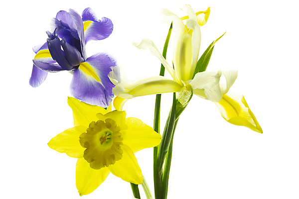 포토 JPG 해외이미지 식물 꽃 줄기 사람없음 수선화 붓꽃 해외포토 파일형식