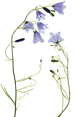 포토 JPG 해외이미지 줄기 사람없음 블루벨 해외포토 식물 파일형식