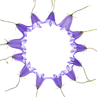 포토 JPG 해외이미지 꽃 줄기 사람없음 원형프레임 블루벨 해외포토 식물 프레임 원형 파일형식