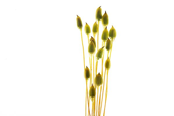 포토 JPG 해외이미지 식물 사람없음 부들 해외포토 파일형식