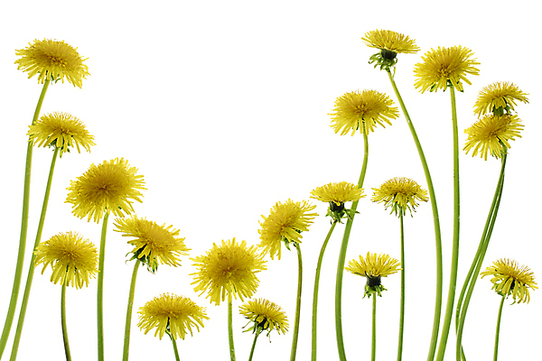 포토 JPG 해외이미지 사람없음 민들레 흰배경 해외포토 꽃 백그라운드 흰색 파일형식