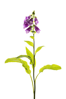 포토 JPG 해외이미지 꽃 잎 사람없음 디기탈리스 해외포토 식물 파일형식