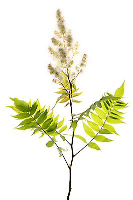 포토 JPG 해외이미지 식물 꽃 잎 사람없음 해외포토 파일형식