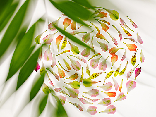 포토 JPG 해외이미지 꽃잎 나뭇잎 사람없음 원형 소프트포커스 해외포토 도형 꽃 잎 촬영기법 파일형식