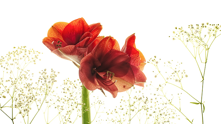 포토 JPG 해외이미지 사람없음 아마릴리스 해외포토 꽃 파일형식