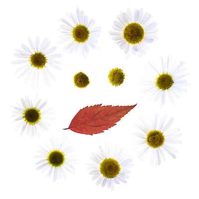 포토 JPG 해외이미지 나뭇잎 사람없음 데이지 해외포토 꽃 잎 파일형식