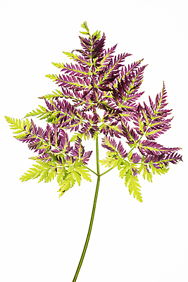 포토 JPG 해외이미지 잎 사람없음 라일락 해외포토 식물 꽃 파일형식