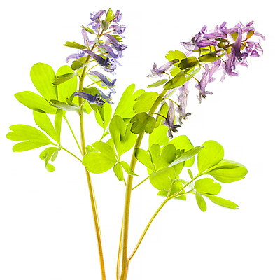 포토 JPG 해외이미지 줄기 잎 사람없음 난초 해외포토 식물 파일형식