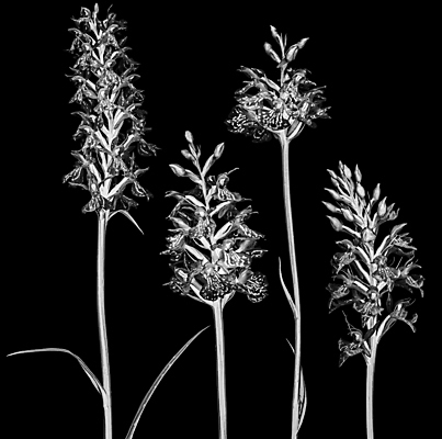 포토 JPG 해외이미지 검은배경 흑백 사람없음 난초 해외포토 식물 백그라운드 촬영기법 검은색 파일형식