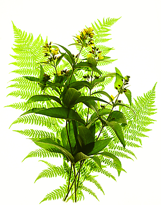 포토 JPG 해외이미지 식물 꽃 잎 사람없음 양치류 해외포토 파일형식