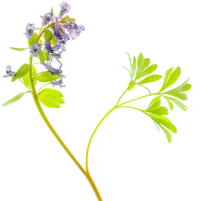 포토 JPG 해외이미지 줄기 잎 사람없음 블루벨 해외포토 식물 파일형식