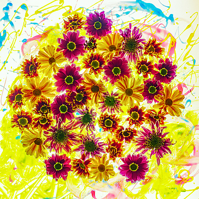 포토 JPG 해외이미지 국화 사람없음 가득함 해외포토 꽃 파일형식