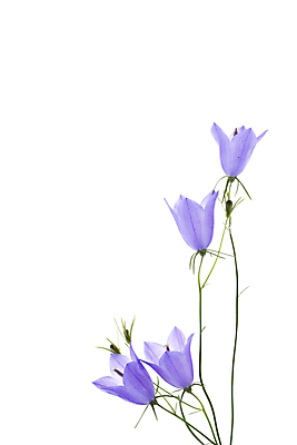 포토 JPG 해외이미지 줄기 사람없음 블루벨 해외포토 식물 파일형식