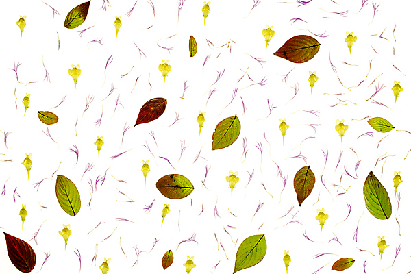 포토 JPG 해외이미지 잎 패턴 사람없음 해외포토 식물 무늬 파일형식