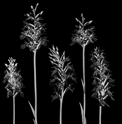 포토 JPG 해외이미지 검은배경 흑백 사람없음 난초 해외포토 식물 백그라운드 촬영기법 검은색 파일형식