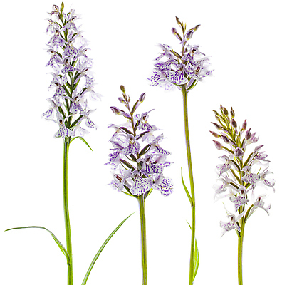 포토 JPG 해외이미지 사람없음 난초꽃 해외포토 꽃 난초 파일형식