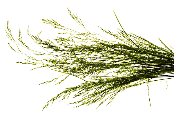 포토 JPG 해외이미지 잔디 사람없음 해외포토 식물 파일형식