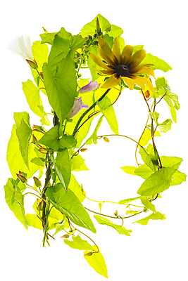 포토 JPG 해외이미지 잎 해바라기 사람없음 덩굴 해외포토 식물 꽃 파일형식