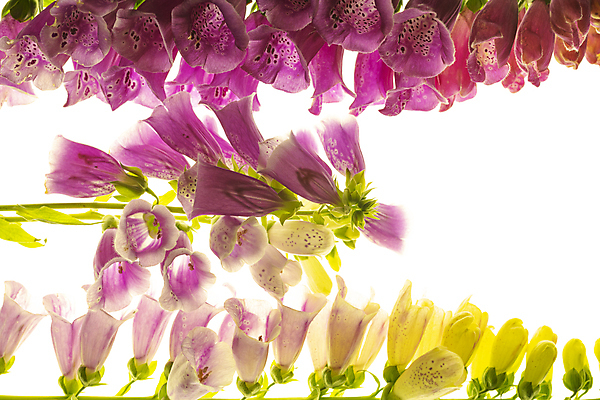 포토 JPG 해외이미지 사람없음 디기탈리스 해외포토 식물 파일형식