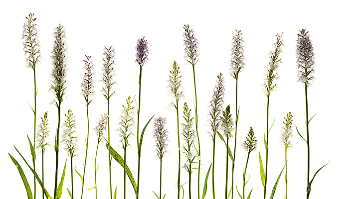 포토 JPG 해외이미지 사람없음 난초 해외포토 식물 파일형식