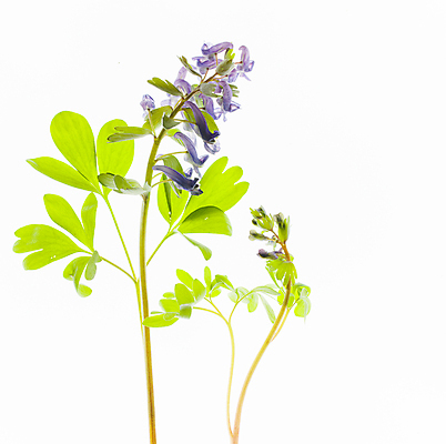 포토 JPG 해외이미지 꽃 줄기 잎 사람없음 해외포토 식물 파일형식