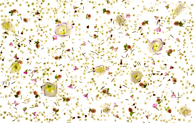 포토 JPG 해외이미지 꽃 패턴 사람없음 해외포토 식물 무늬 파일형식