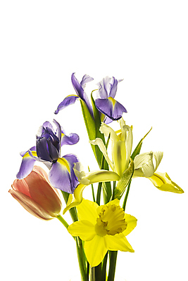 포토 JPG 해외이미지 줄기 사람없음 튤립 수선화 붓꽃 해외포토 식물 꽃 파일형식