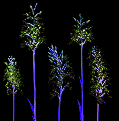 포토 JPG 해외이미지 꽃 검은배경 사람없음 난초 해외포토 식물 백그라운드 검은색 파일형식