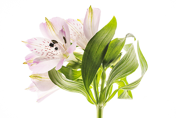 포토 JPG 해외이미지 꽃 사람없음 알스트로에메리아 해외포토 식물 파일형식