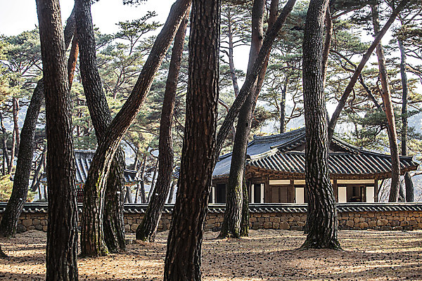 포토 JPG 주간 유적지 한옥 기와집 사람없음 야외 소나무 국내여행 소나무숲 영월 기와담장 청령포 단종어소 국내포토 자연요소 나무 한국전통 여행 고건축 기와 담장 숲 강원도 명승지 파일형식