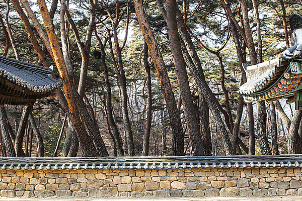 포토 JPG 주간 유적지 한옥 사람없음 야외 소나무 기와지붕 국내여행 영월 기와담장 청령포 단종어소 국내포토 자연요소 나무 한국전통 여행 고건축 지붕 기와 담장 강원도 명승지 파일형식