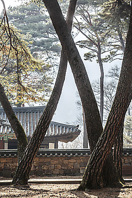 포토 JPG 주간 나무 유적지 한옥 기와집 사람없음 야외 소나무 국내여행 영월 기와담장 청령포 단종어소 국내포토 자연요소 식물 한국전통 여행 고건축 기와 담장 강원도 명승지 파일형식