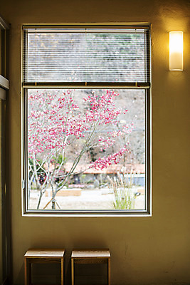 포토 JPG 나무 꽃 창문 실내 사람없음 카페 가을 국내여행 화천 국내포토 식물 계절 여행 내부 상점 강원도 파일형식