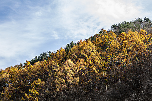 포토 JPG 주간 나무 구름 단풍 자연 하늘 산 사람없음 야외 가을풍경 국내여행 화천 국내포토 자연요소 식물 여행 잎 풍경 생태계 강원도 파일형식 가을_계절