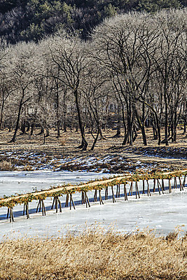 포토 JPG 주간 나무 겨울 자연 사람없음 야외 강 얼음 숲 국내여행 섶다리 영월 겨울풍경 국내포토 자연요소 식물 계절 여행 풍경 생태계 강원도 파일형식