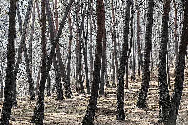 포토 JPG 주간 자연 사람없음 야외 소나무 국내여행 소나무숲 영월 청령포 단종어소 국내포토 자연요소 나무 여행 숲 생태계 강원도 명승지 파일형식